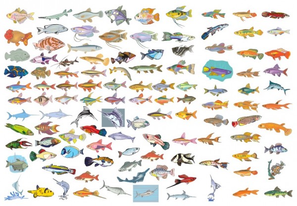 Espécies de peixes ornamentais - mais de 100 tipos de peixes