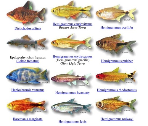 Lista de Peixes Ornamentais