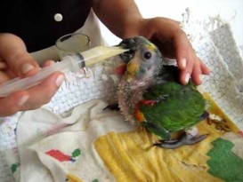 Cuidados Com Papagaios Filhotes