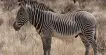 Zebra de Grevyi
