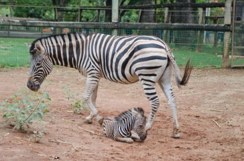 Zebra no Cativeiro 