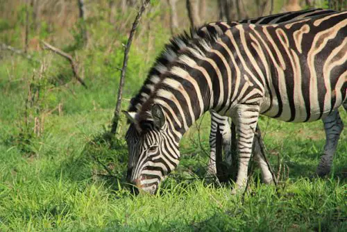 Zebra se Alimentando 
