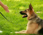 Adestramento Canino (3)