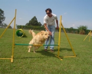 Adestramento Canino (5)