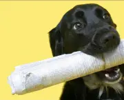 Adestramento Canino (6)