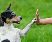 Adestramento Canino (7)