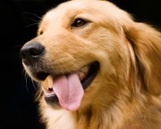 As 10 Raças de Cães Mais Inteligentes (4)