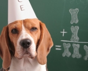 As 10 Raças de Cães Mais Inteligentes (8)