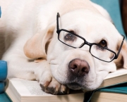 As 10 Raças de Cães Mais Inteligentes (18)
