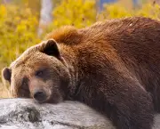 Espécies de Urso Mais Conhecidas (3)