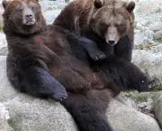 Espécies de Urso Mais Conhecidas (6)