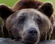 Espécies de Urso Mais Conhecidas (8)