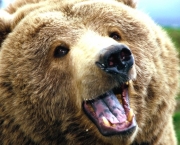 Espécies de Urso Mais Conhecidas (12)