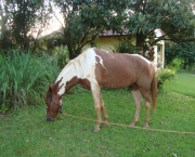 Cavalo Guarapuara (3)