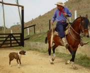 Cavalo Guarapuara (4)
