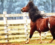 Cavalo Guarapuara (5)