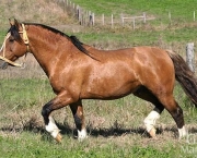Cavalo Guarapuara (7)