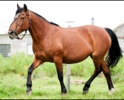 Cavalo Guarapuara (8)