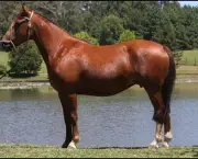 Cavalo Guarapuara (9)