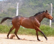 Cavalo Puro Sangue Inglês (7)