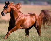 Cavalos Quarto De Milha (1)