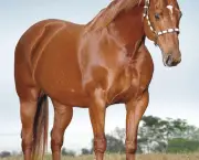 Cavalos Quarto De Milha (5)