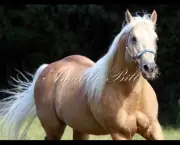 Cavalos Quarto De Milha (7)
