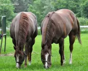 Cavalos Quarto De Milha (11)