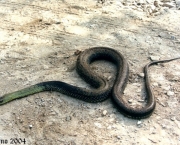 Cobra-Rateira (4)