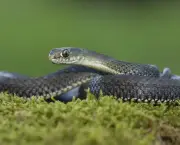 Cobra-Rateira (5)