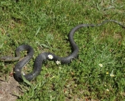 Cobra-Rateira (9)