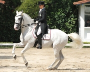 Como Adestrar Cavalos (1)