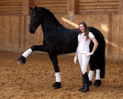 Como Adestrar Cavalos (6)