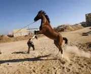 Como Adestrar Cavalos (8)