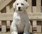 Como Adestrar Um Labrador (6)
