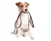 isolated jack russell terrier holding leather leach over white background