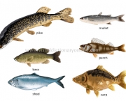Curiosidades Sobre Peixes (10)
