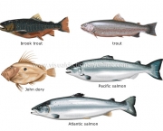 Curiosidades Sobre Peixes (11)
