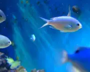 Fishes Header
