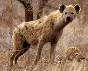 Curiosidades Sobre a Hiena (3)
