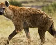 Curiosidades Sobre a Hiena (6)