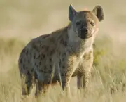 Curiosidades Sobre a Hiena (14)