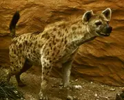 Curiosidades Sobre a Hiena (15)