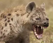 Curiosidades Sobre a Hiena (17)