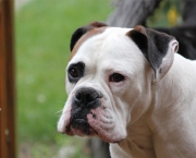 Cão Boxer (3)
