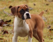 Cão Boxer (4)