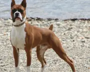 Cão Boxer (7)