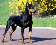 Cão Dobermann (2)