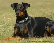 Cão Dobermann (5)