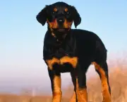Cão Dobermann (7)